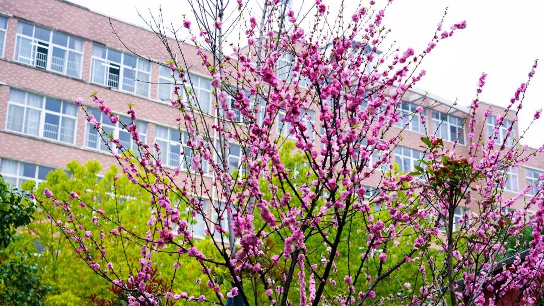 繁花似錦綻校園，核檢護(hù)航保平安