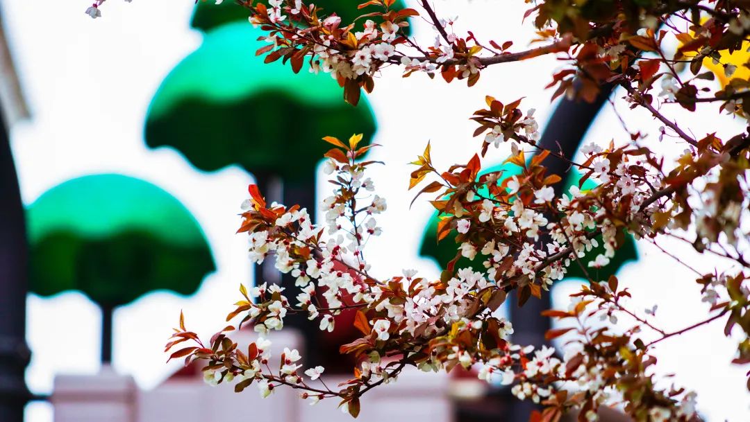 繁花似錦綻校園，核檢護(hù)航保平安