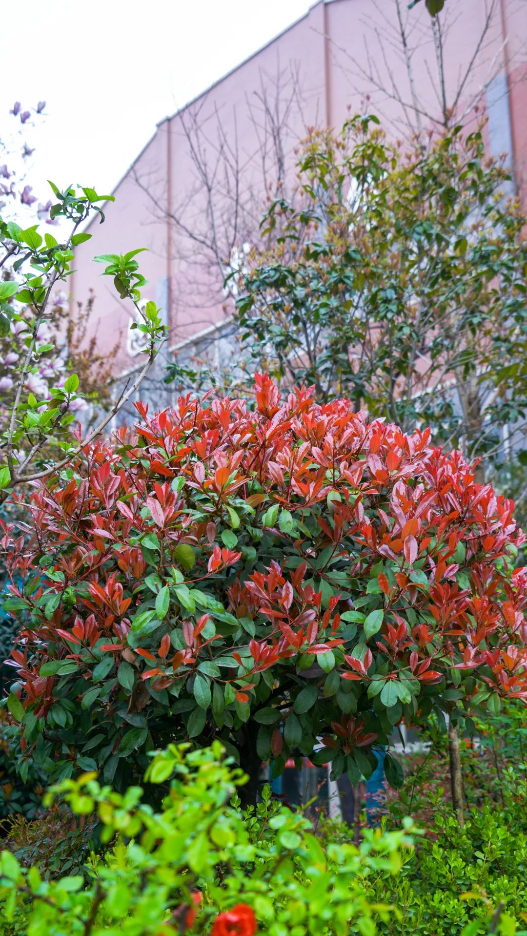 繁花似錦綻校園，核檢護(hù)航保平安