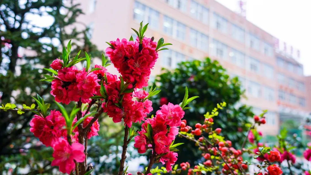 繁花似錦綻校園，核檢護(hù)航保平安