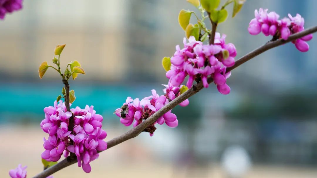 繁花似錦綻校園，核檢護(hù)航保平安