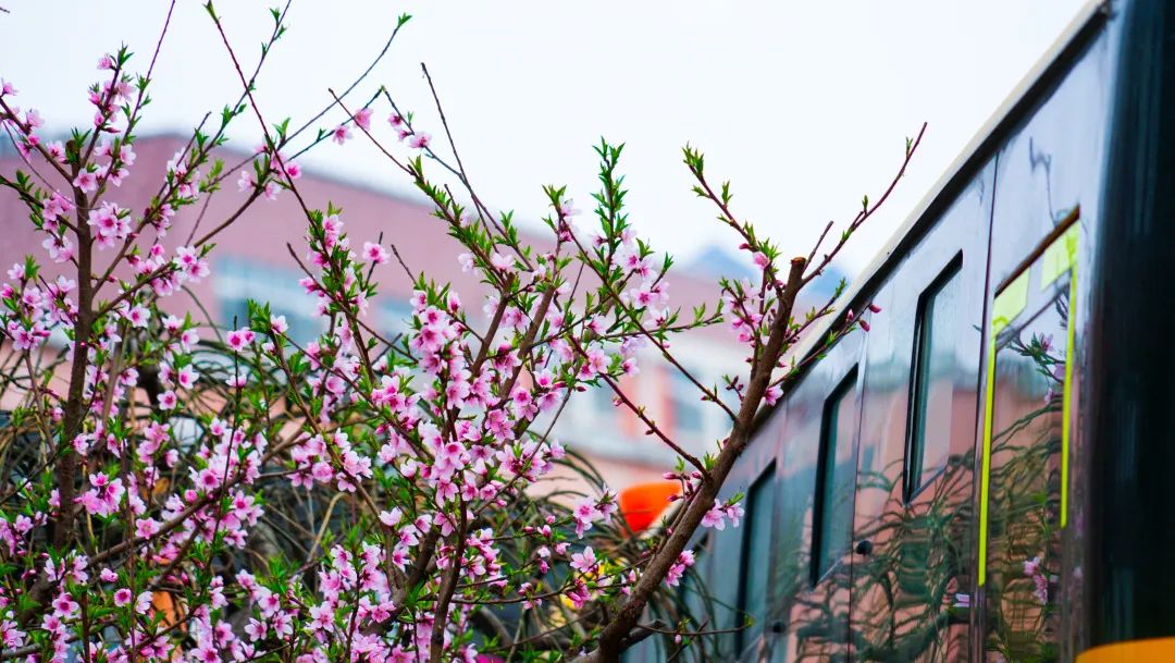 繁花似錦綻校園，核檢護(hù)航保平安