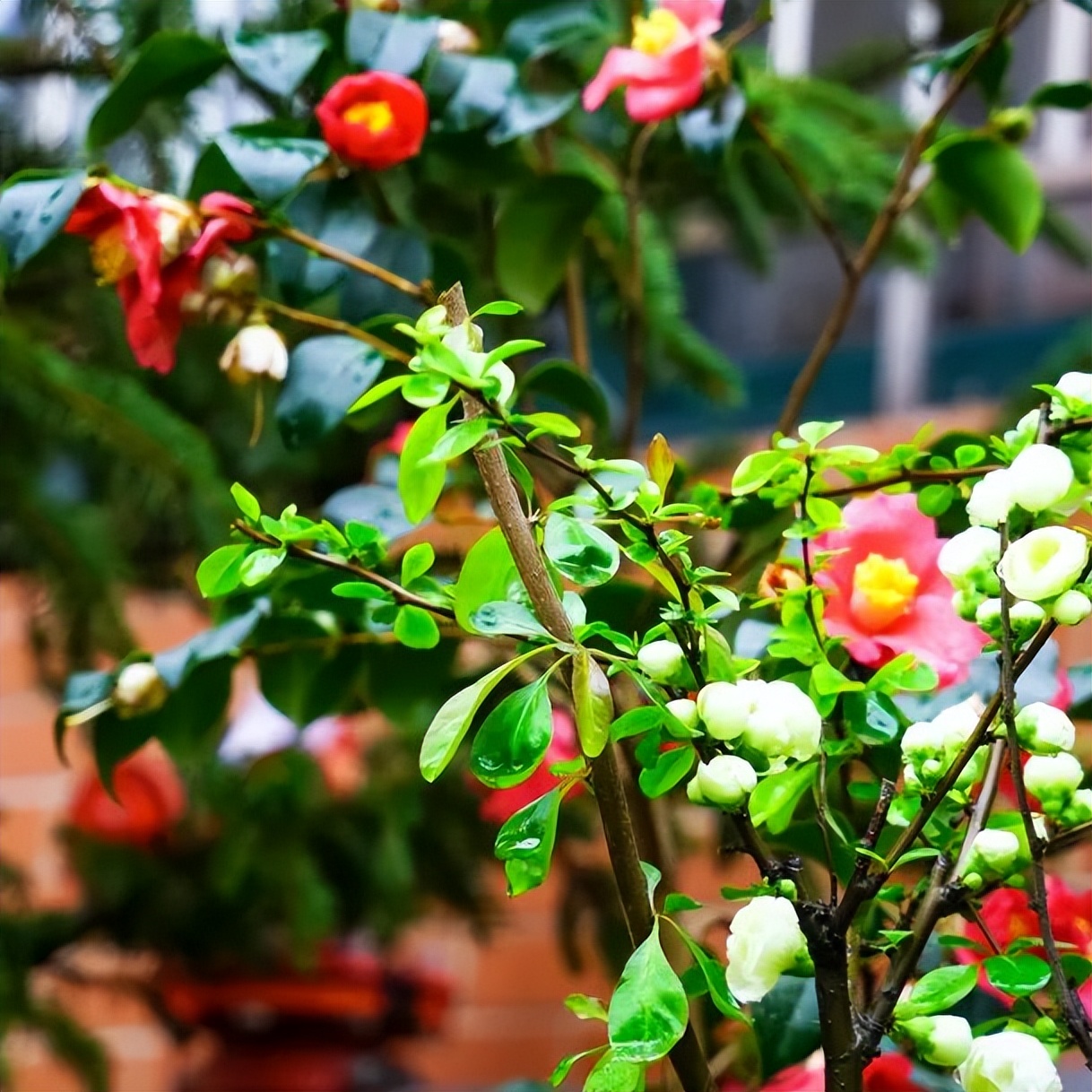 繁花似錦綻校園，核檢護(hù)航保平安